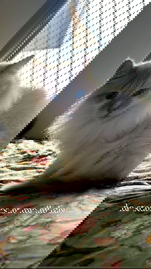 iheartpidge iheartpidge archive image