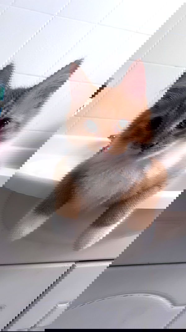 iheartpidge iheartpidge archive image