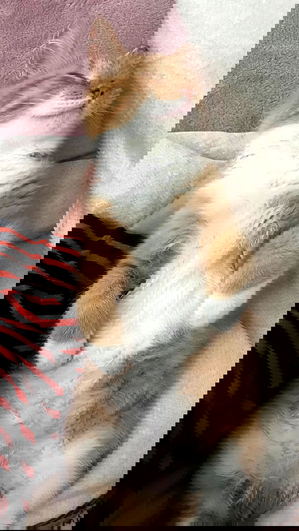 iheartpidge iheartpidge archive image