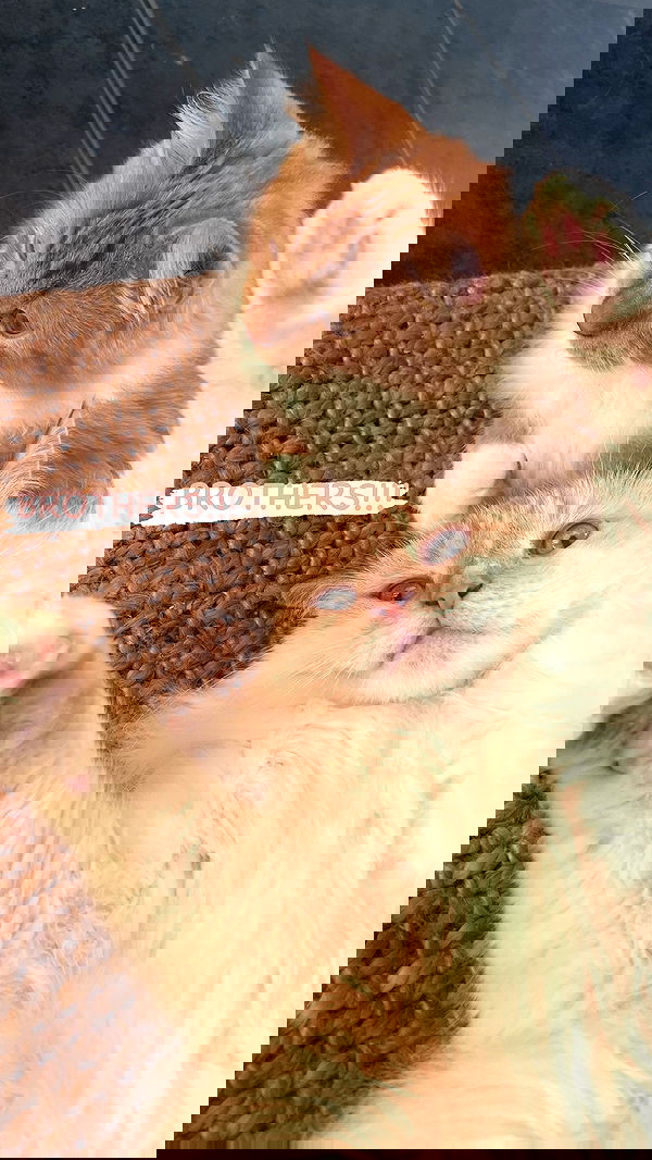 iheartpidge iheartpidge archive image