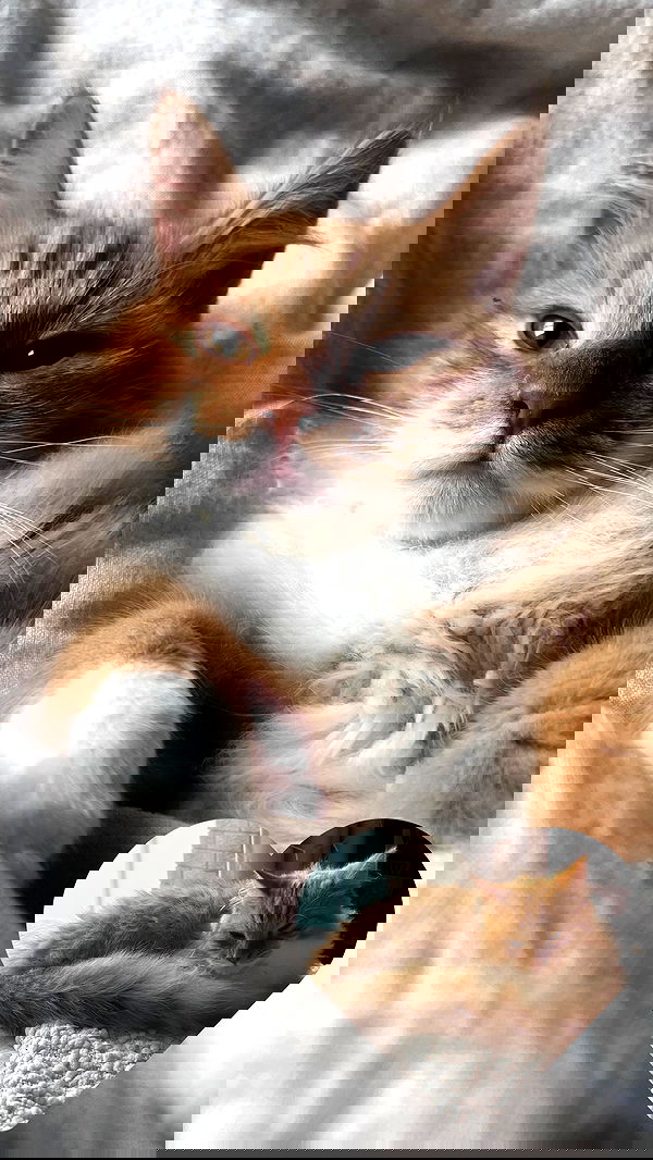 iheartpidge iheartpidge archive image