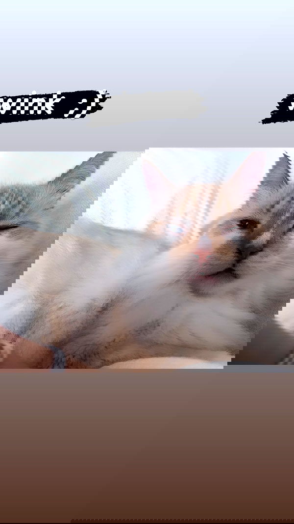 iheartpidge iheartpidge archive image