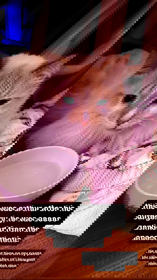 iheartpidge iheartpidge archive image