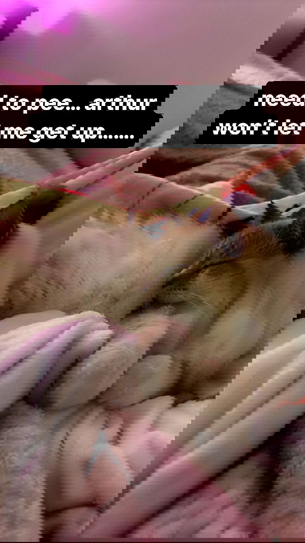 iheartpidge iheartpidge archive image