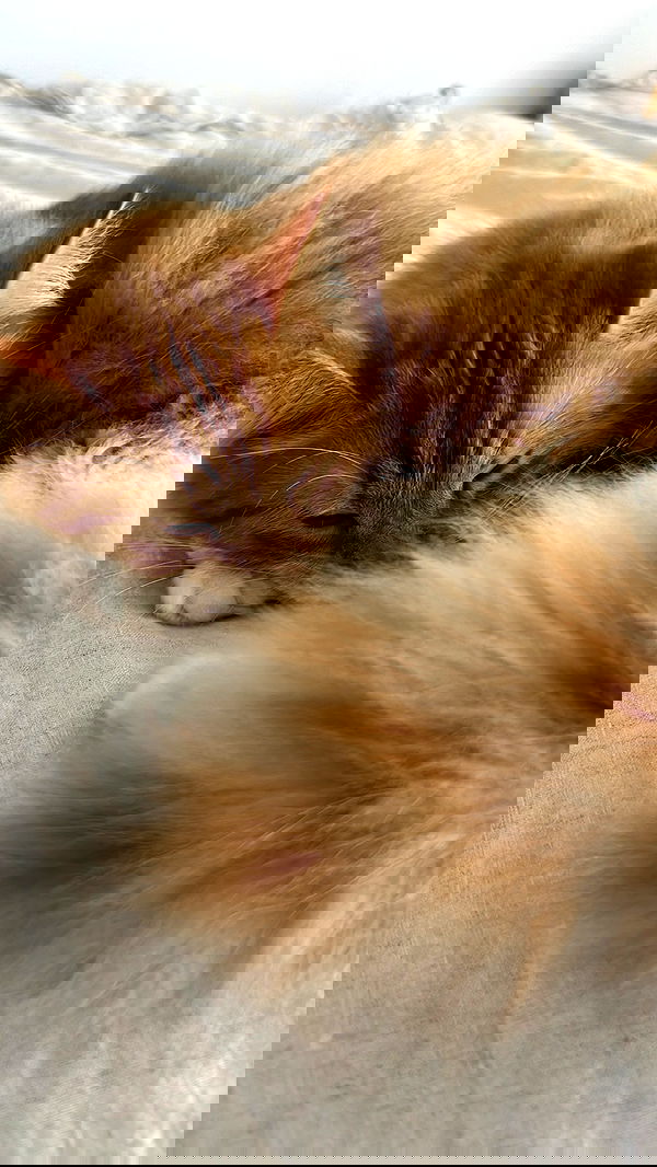 iheartpidge iheartpidge archive image