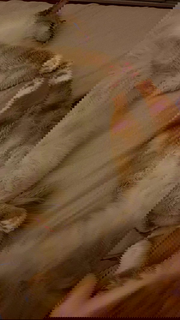 iheartpidge iheartpidge archive image