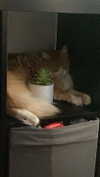 iljfgigi Altpins Profile Picture