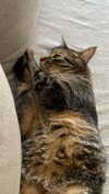 iljfgigi Altpins Profile Picture