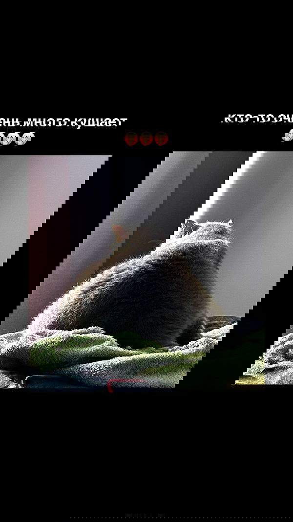 imalovesosa image ~ Altpins