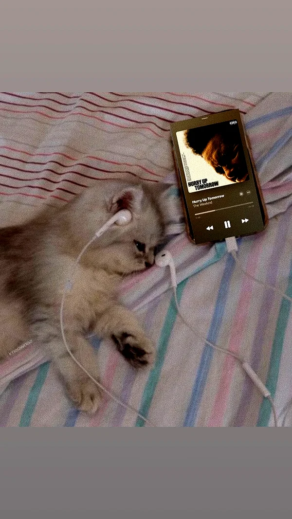 imeownaz imeownaz archive image