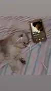 imeownaz Altpins Profile Picture