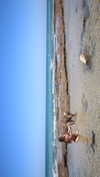 indielevi_ Altpins Profile Picture