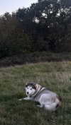 invaderzoe3 Altpins Profile Picture