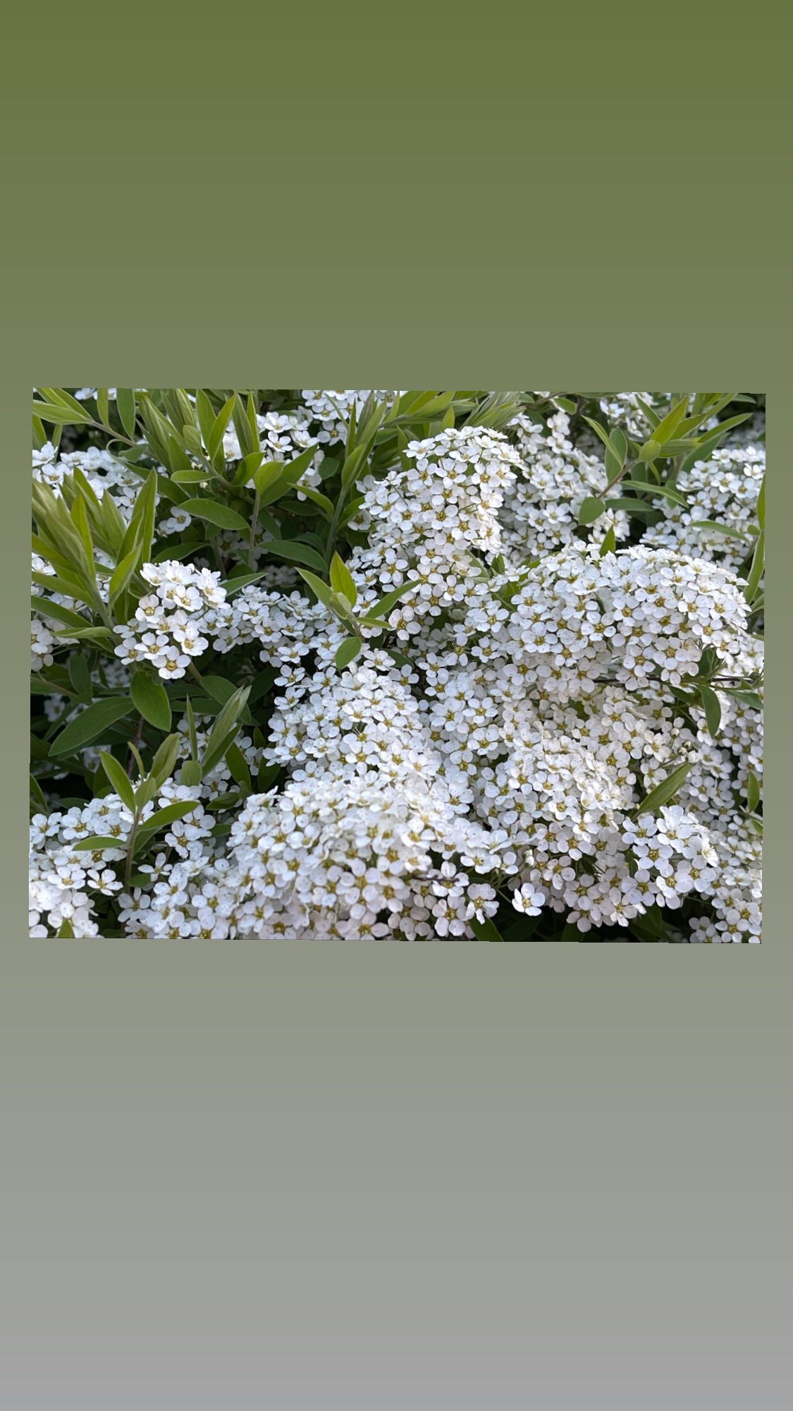 ira_dash_ instagram image archive image