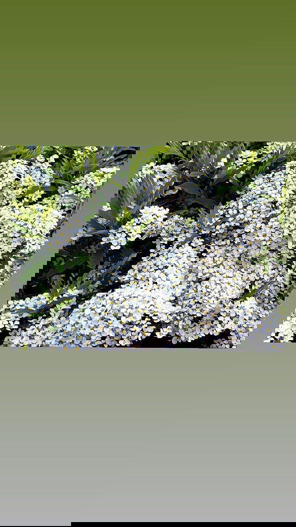 ira_dash_ image ~ Altpins