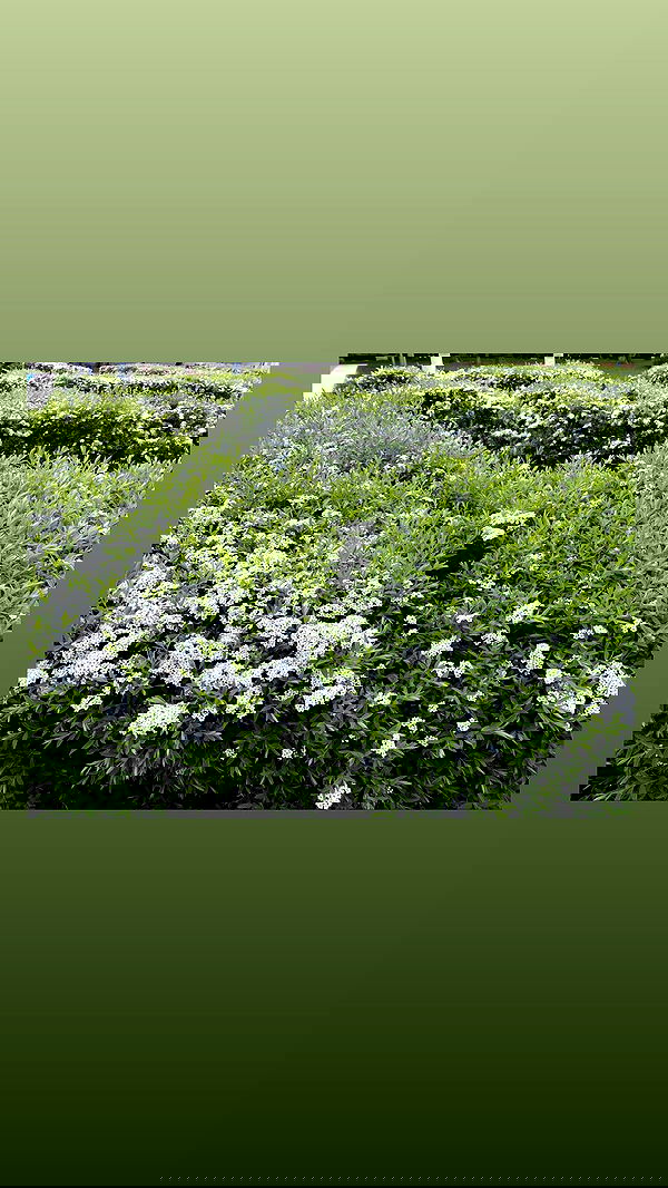 ira_dash_ image ~ Altpins