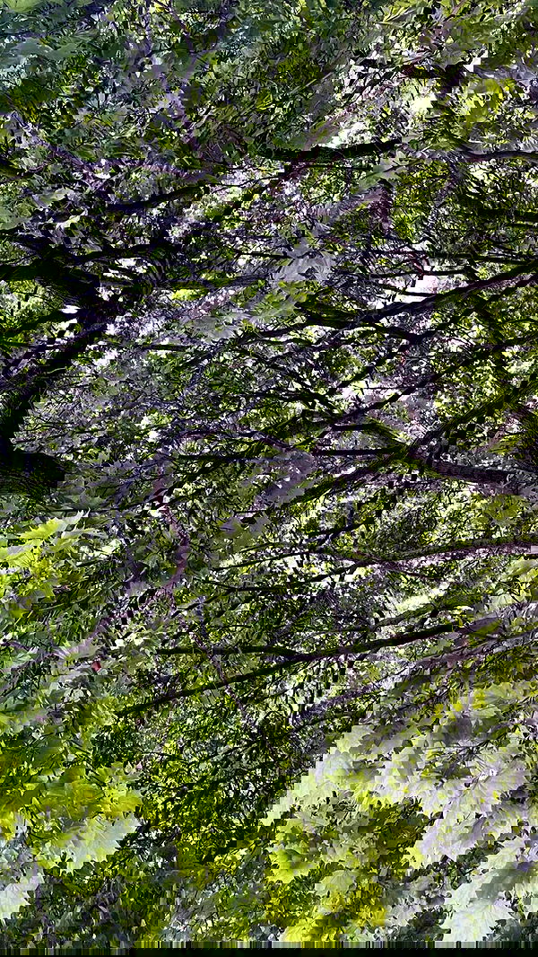 ira_dash_ image ~ Altpins