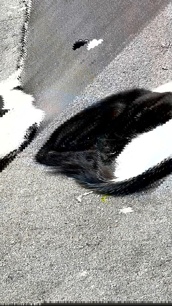 ira_dash_ image ~ Altpins