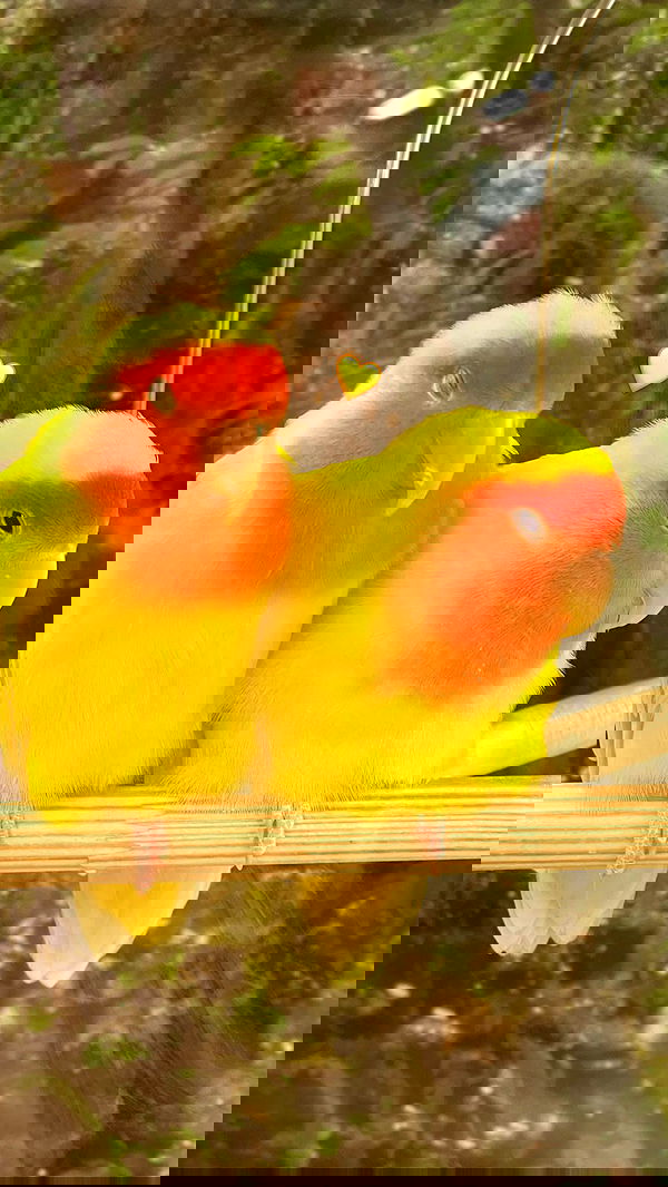 ira_dash_ image ~ Altpins