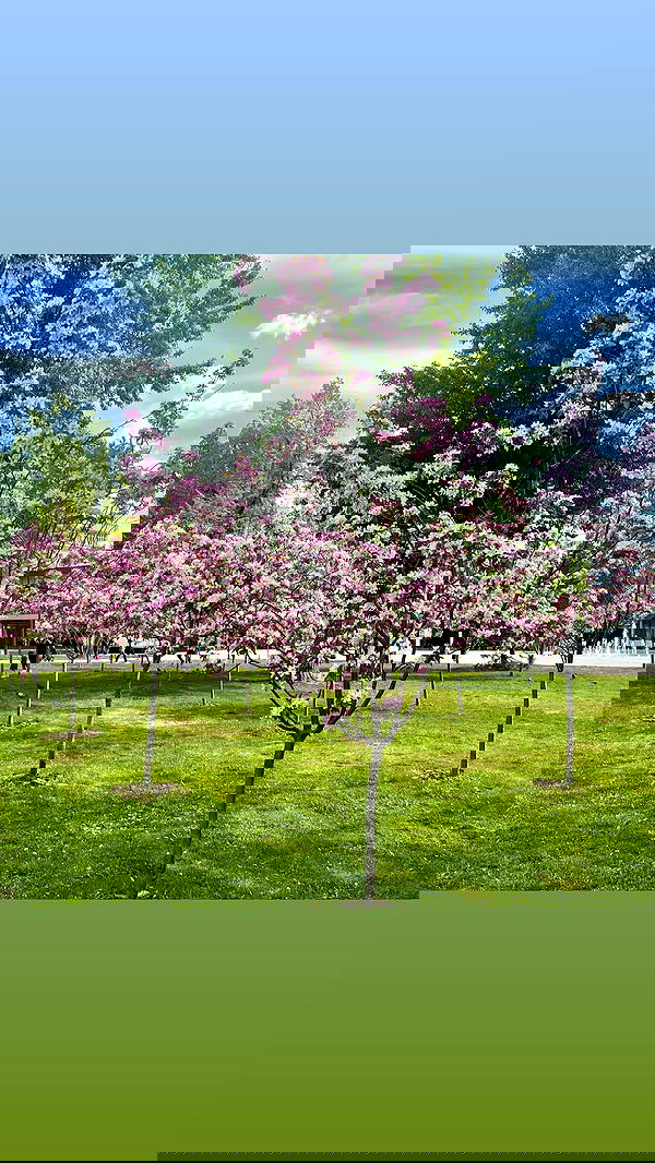 ira_dash_ image ~ Altpins