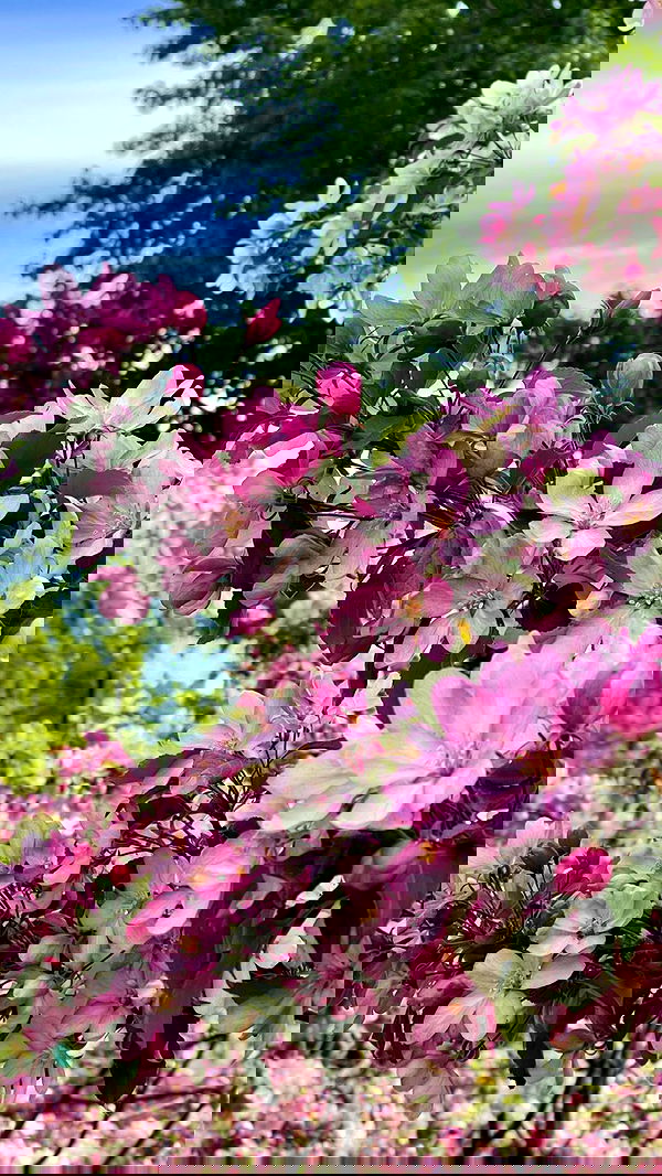 ira_dash_ image ~ Altpins