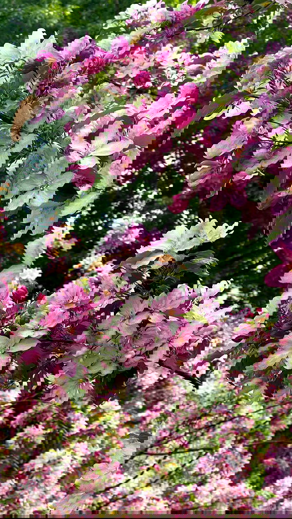 ira_dash_ image ~ Altpins