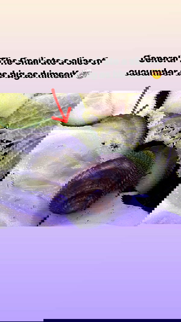 ira_dash_ image ~ Altpins