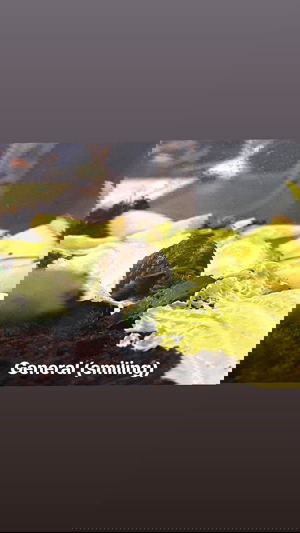 ira_dash_ image ~ Altpins