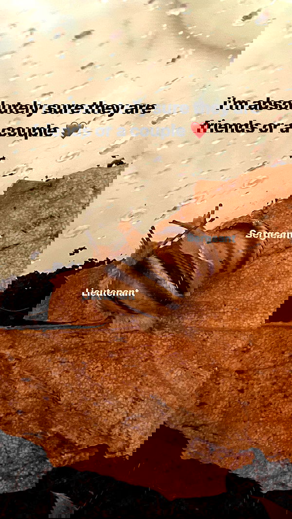 ira_dash_ image ~ Altpins