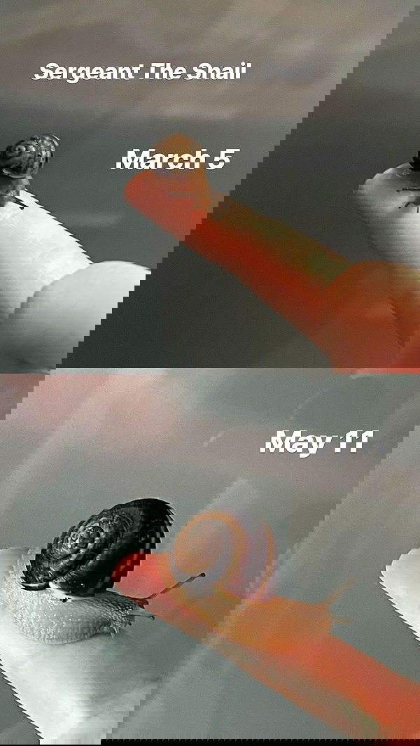 ira_dash_ image ~ Altpins