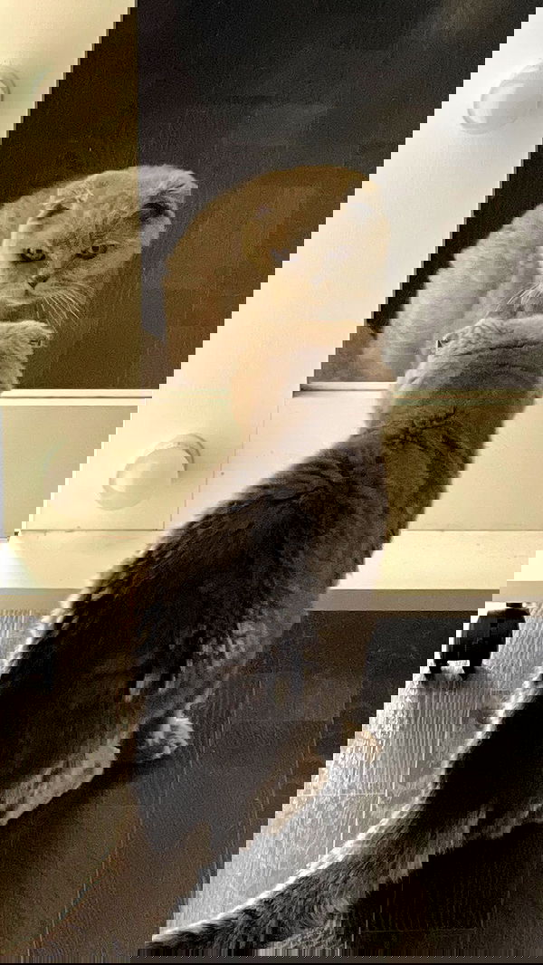 ira_dash_ image ~ Altpins