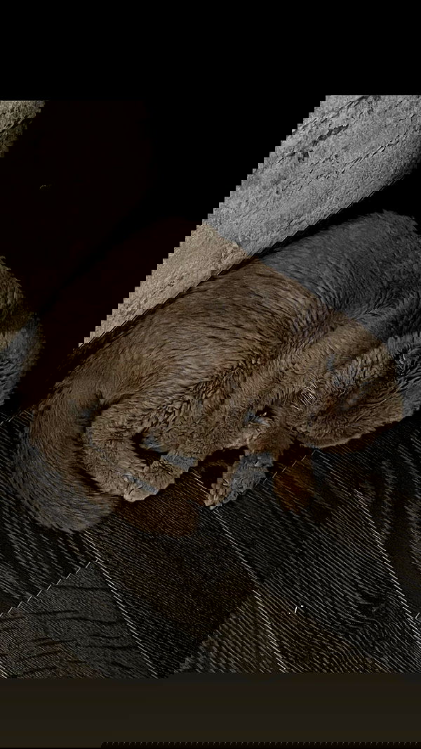 ira_dash_ image ~ Altpins