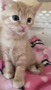 itgirlhan Altpins Profile Picture