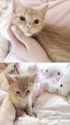itgirlhan Altpins Profile Picture