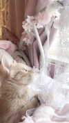 itgirlhan Altpins Profile Picture