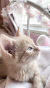 itgirlhan Altpins Profile Picture
