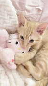 itgirlhan Altpins Profile Picture