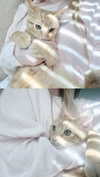 itgirlhan Altpins Profile Picture