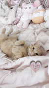 itgirlhan Altpins Profile Picture