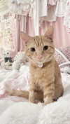 itgirlhan Altpins Profile Picture