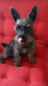 itsbabytanatwo Altpins Profile Picture