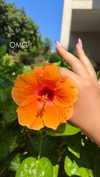 itsellerrrrrrr Altpins Profile Picture