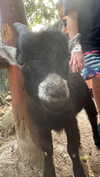 itsemilyblack Altpins Profile Picture