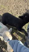 itsemilyblack Altpins Profile Picture