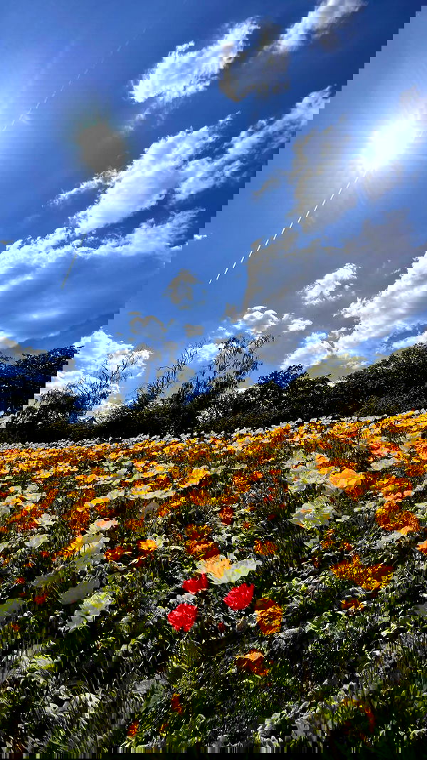 itsilanosh itsilanosh archive image