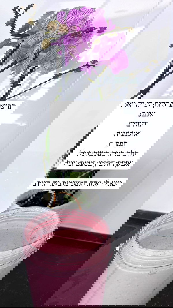 itsilanosh itsilanosh archive image