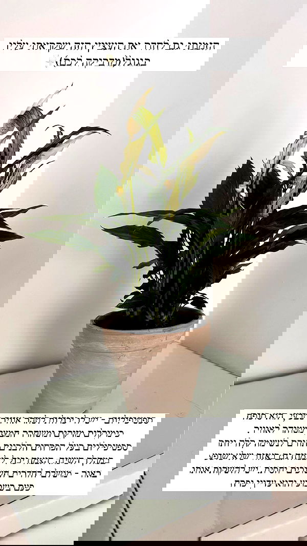 itsilanosh itsilanosh archive image