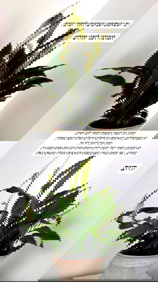 itsilanosh itsilanosh archive image