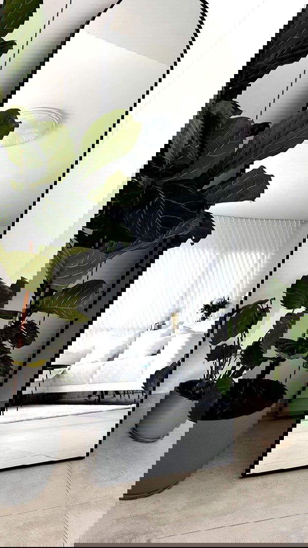 itsilanosh itsilanosh archive image