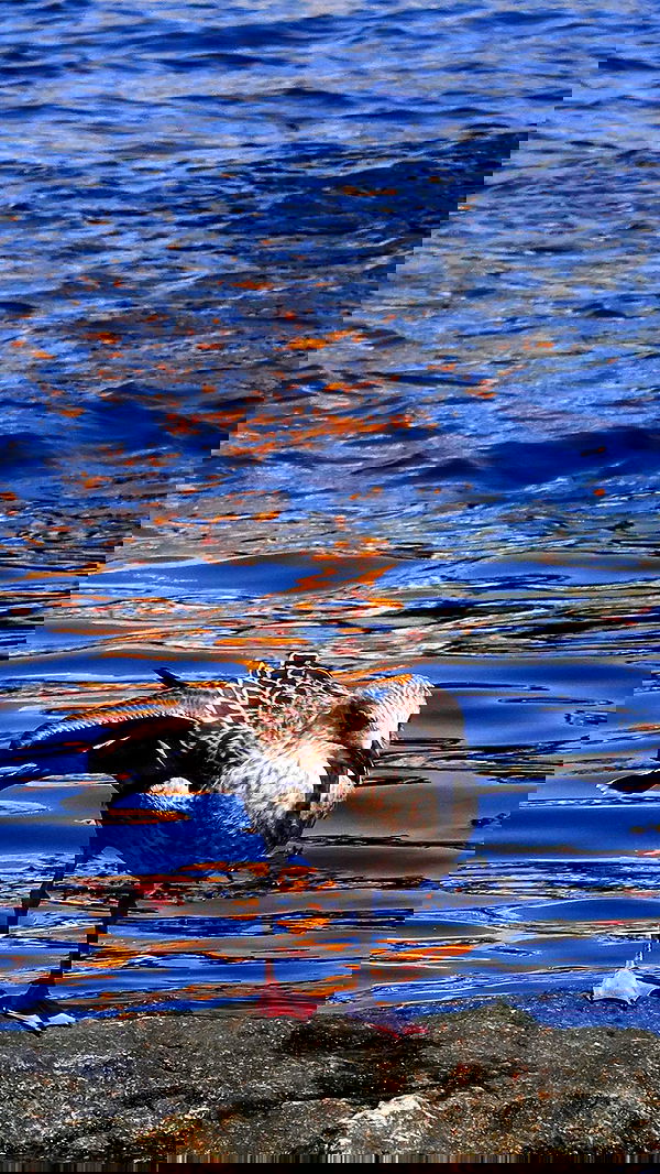 itsilanosh itsilanosh archive image